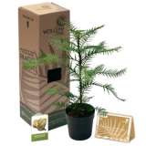 Wollemi 150mm - Garden Express Australia