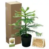 Wollemi 200mm - Garden Express Australia