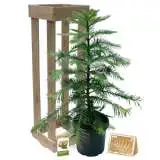Wollemi 300mm - Garden Express Australia