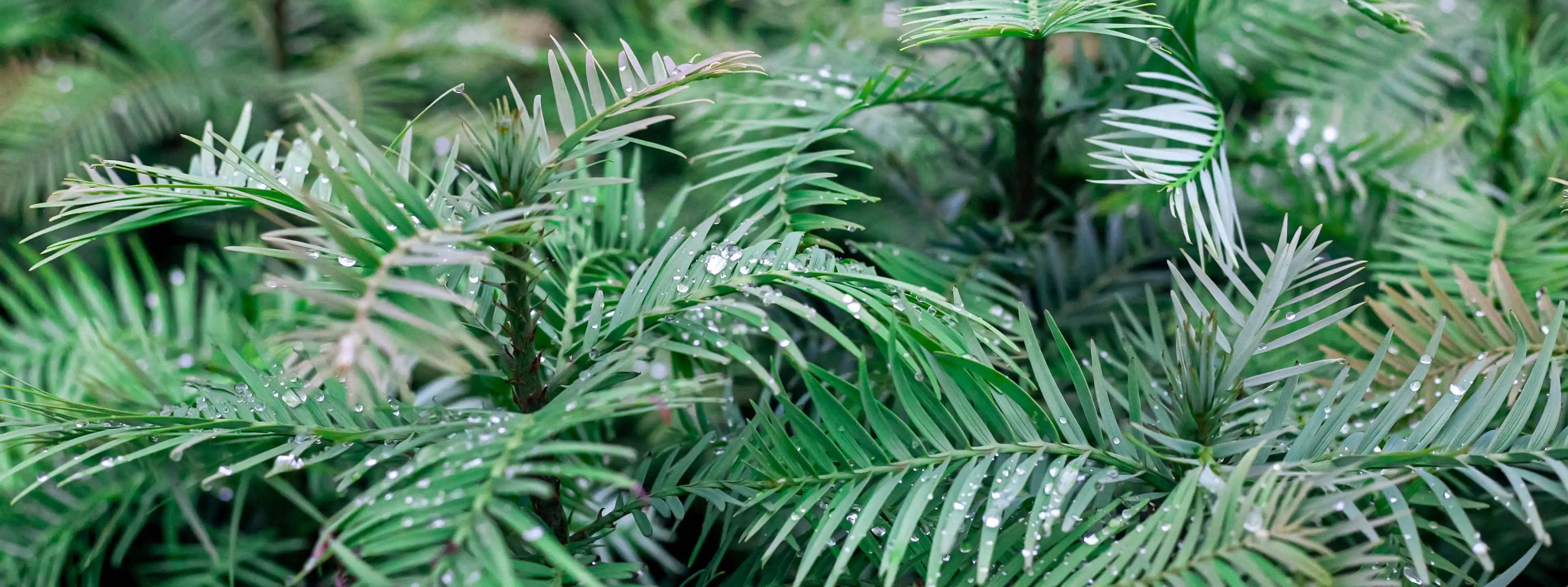 Wollemi Pine – 430mm Pot Wollemi Pine – 430mm Pot