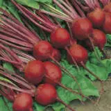 Beetroot Crimson Globe Value Pack Seevpbcgl - Garden Express Australia