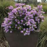 Hebe Lilac Mist (Pbr) Hebe Lilac Mist (Pbr)