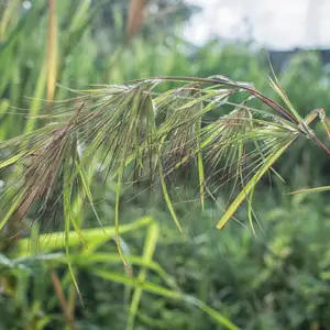Kangaroo Grass- Themeda Australis Kangaroo Grass- Themeda Australis