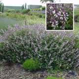 Salvia Waverly Pplsavwav - Garden Express Australia