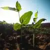 Effects of Soil pH on Plant Growth Webp Net Resizeimage 13 - Garden Express Australia