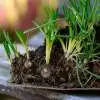 Best Bulbs to Plant in Autumn Webp Net Resizeimage 15 - Garden Express Australia