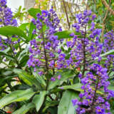 Blue Ginger Blue Ginger