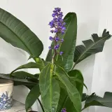 Blue Ginger Blue Ginger