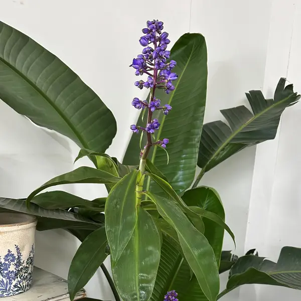 Blue Ginger Blue Ginger