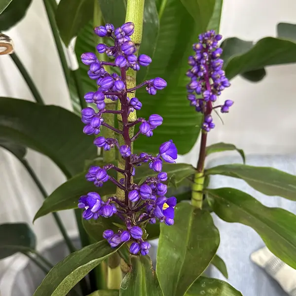 Blue Ginger Blue Ginger