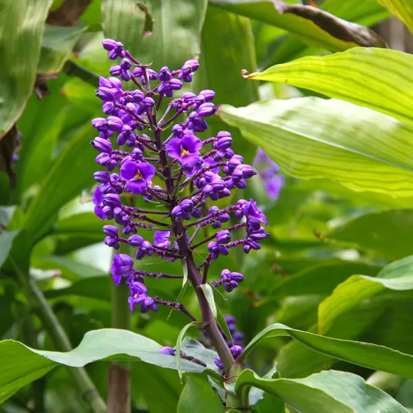 Blue Ginger Blue Ginger