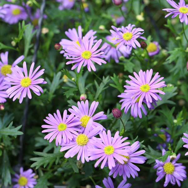 Brachyscome Mauve Delight Brachyscome Mauve Delight