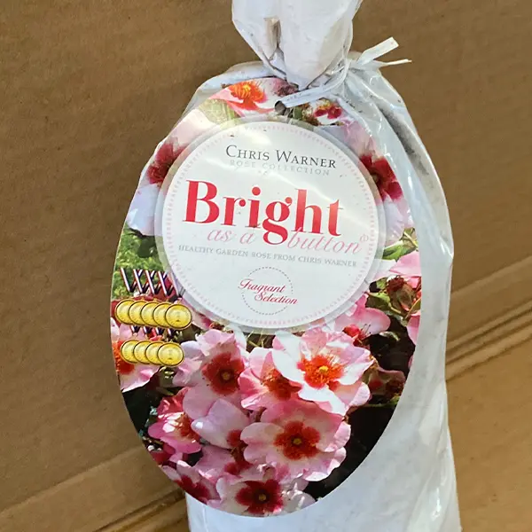 Rose Bright As A Button