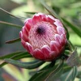 Protea Pink Ice Protea Pink Ice