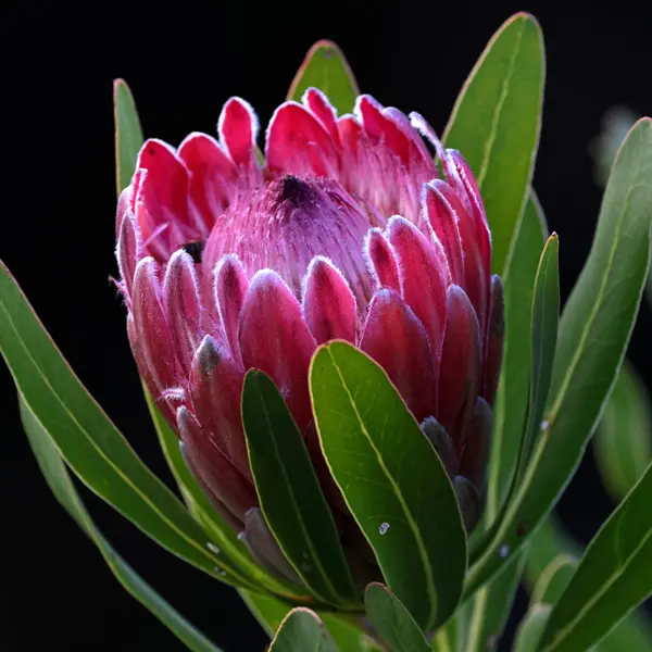 Protea Pink Ice Protea Pink Ice