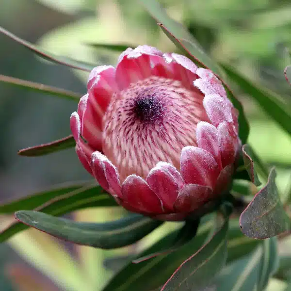 Protea Pink Ice Protea Pink Ice