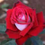 Rose Osiria