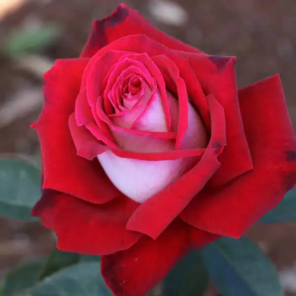 Rose Osiria Rose Osiria
