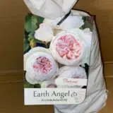 Rose Earth Angel (Pbr) Rose Earth Angel (Pbr)