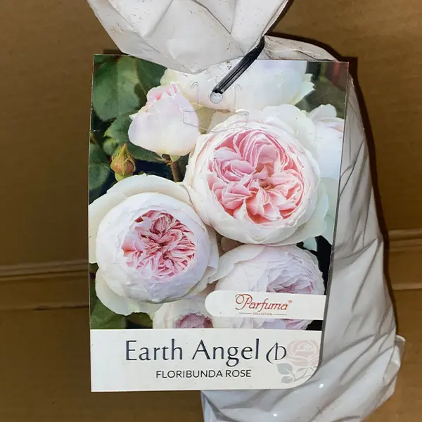Rose Earth Angel (Pbr) Rose Earth Angel (Pbr)