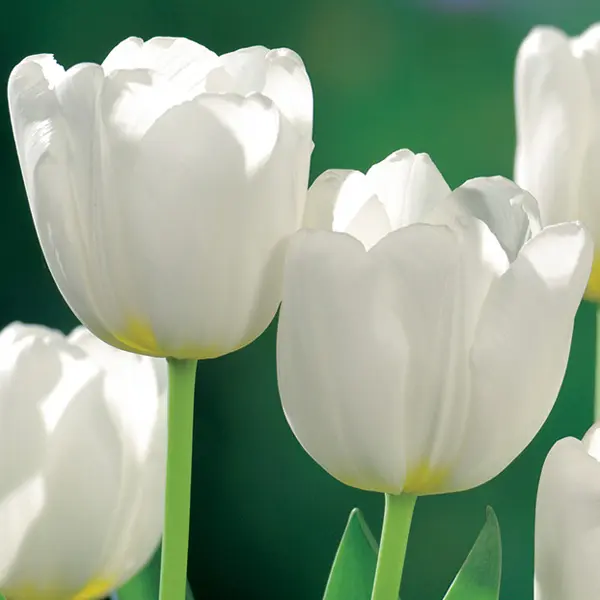 Tulip Antarctica Tulip Antarctica