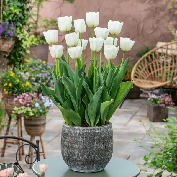 Tulip Antarctica Tulip Antarctica