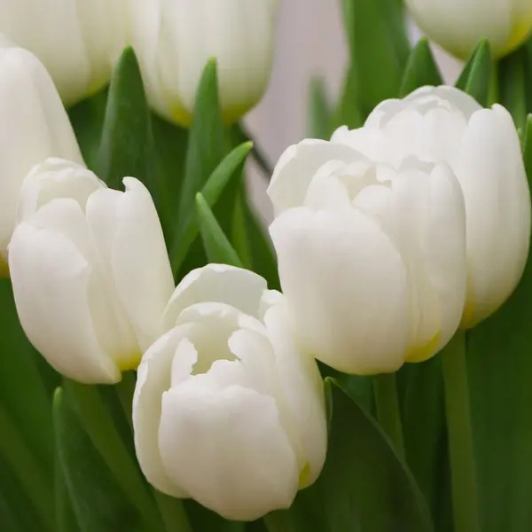 Tulip Antarctica Tulip Antarctica