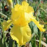 Bearded Iris Bahloo Pkbirbah - Garden Express Australia