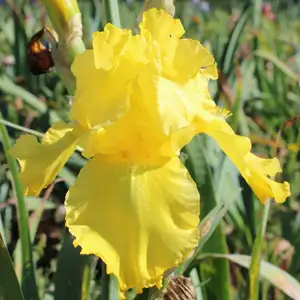 Bearded Iris Bahloo Bearded Iris Bahloo