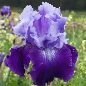 Bearded Iris Royalist Bearded Iris Royalist