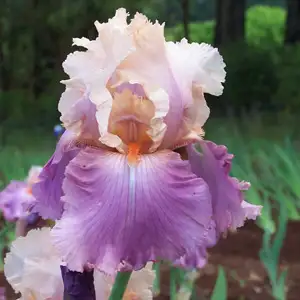Bearded Iris Sweet Musette Bearded Iris Sweet Musette