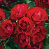 Black Forest Rose Rosfbfo 2020 - Garden Express Australia