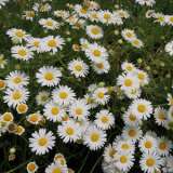 Brachyscome Whitewash Lpobrawwa - Garden Express Australia