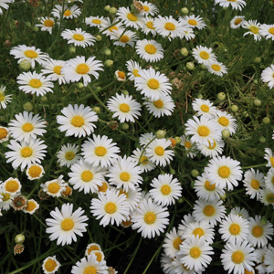 Brachyscome Whitewash Brachyscome Whitewash