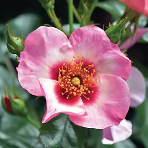 Rose Bright As A Button