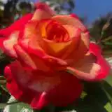 Brindabella Flair Rosbfla 2020 - Garden Express Australia