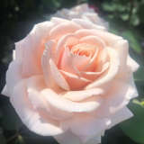 Brindabella Rose Jewel Brindabella Rose Jewel