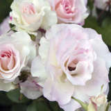 Brindabella Seduction Rosfsed 2020 - Garden Express Australia