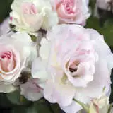 Brindabella Seduction Rosfsed 2020 - Garden Express Australia