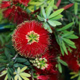 Callistemon Little John Lpocalljo 2020 - Garden Express Australia