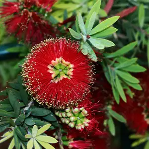 Callistemon Little John Callistemon Little John