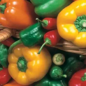 Seed – Capsicum Sweet Allsorts Seed – Capsicum Sweet Allsorts