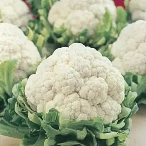 Seed – Cauliflower All Year Round Seed – Cauliflower All Year Round