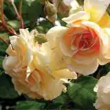 Climbing Rose Crepuscule 2020 - Garden Express Australia