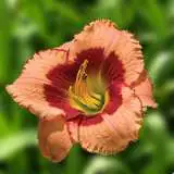 Daylily Court Cavalcade Pkdlicca - Garden Express Australia