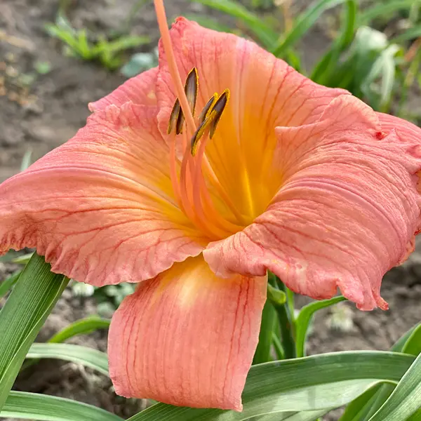 Daylily Frank Gladney Daylily Frank Gladney