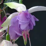 Fuchsia Blue Smoke Pplfucbsm - Garden Express Australia