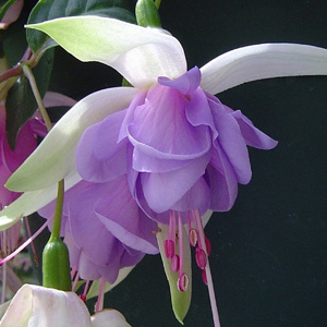 Fuchsia Blue Smoke Fuchsia Blue Smoke