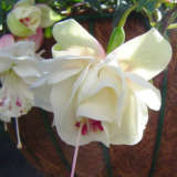 Fuchsia Monica May Pplfucmma - Garden Express Australia