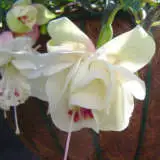 Fuchsia Monica May Pplfucmma - Garden Express Australia